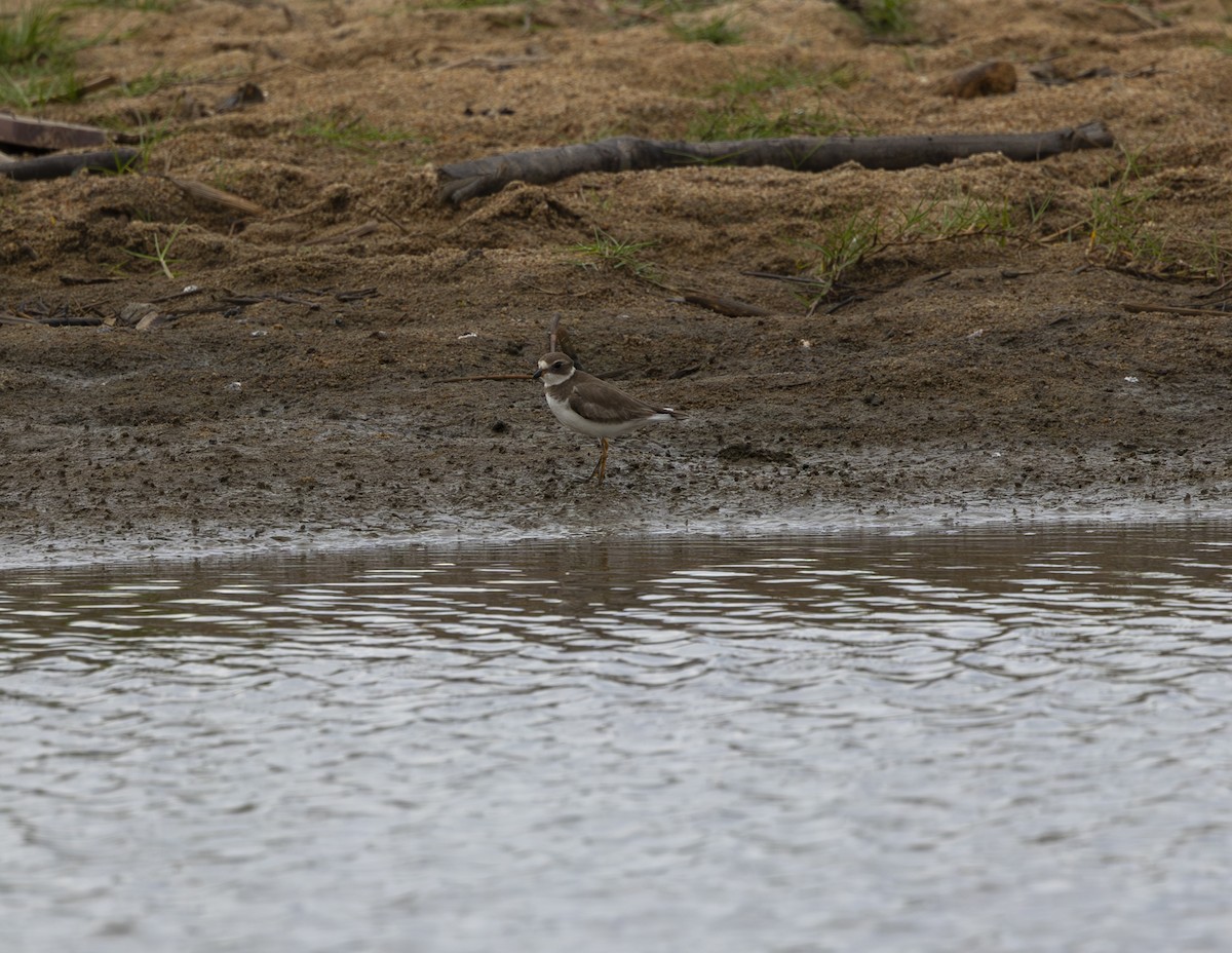 Semipalmated Plover - ML616874147