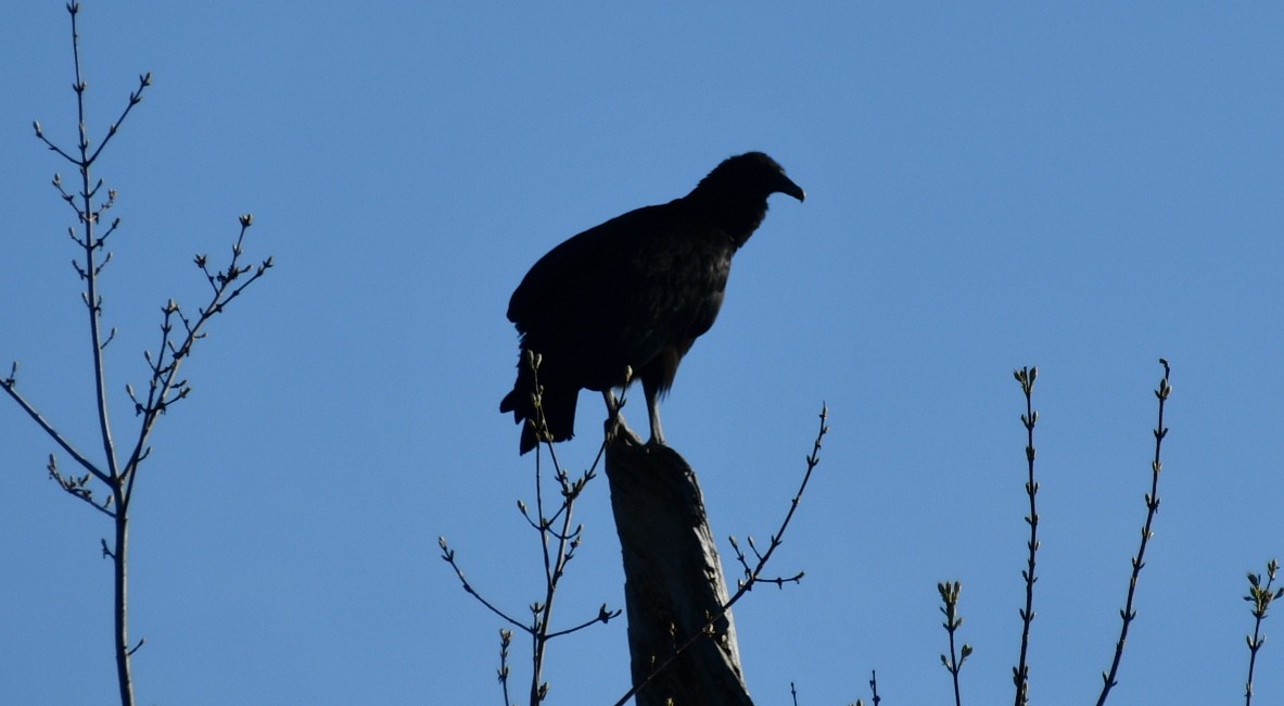 Black Vulture - ML616874235