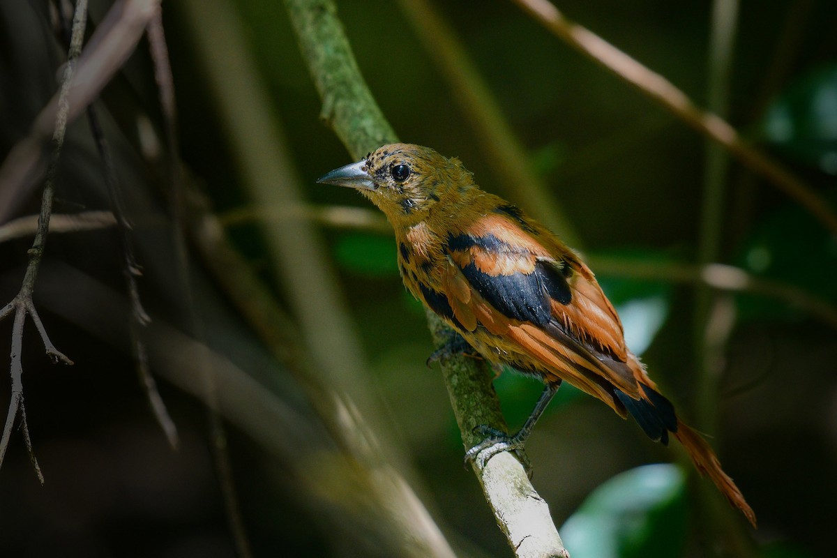White-lined Tanager - ML616874283