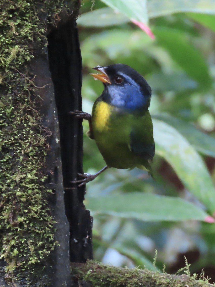 Moss-backed Tanager - ML616874356