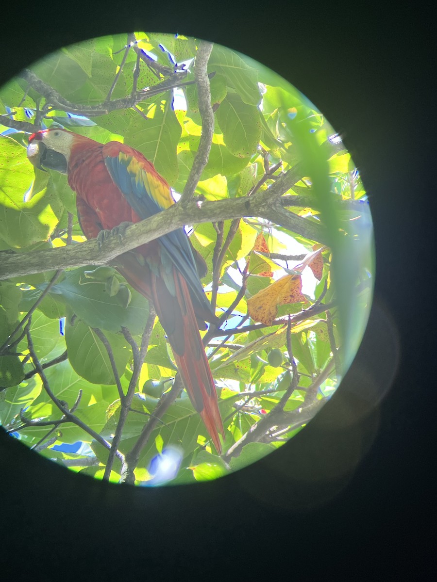 Scarlet Macaw - ML616874487
