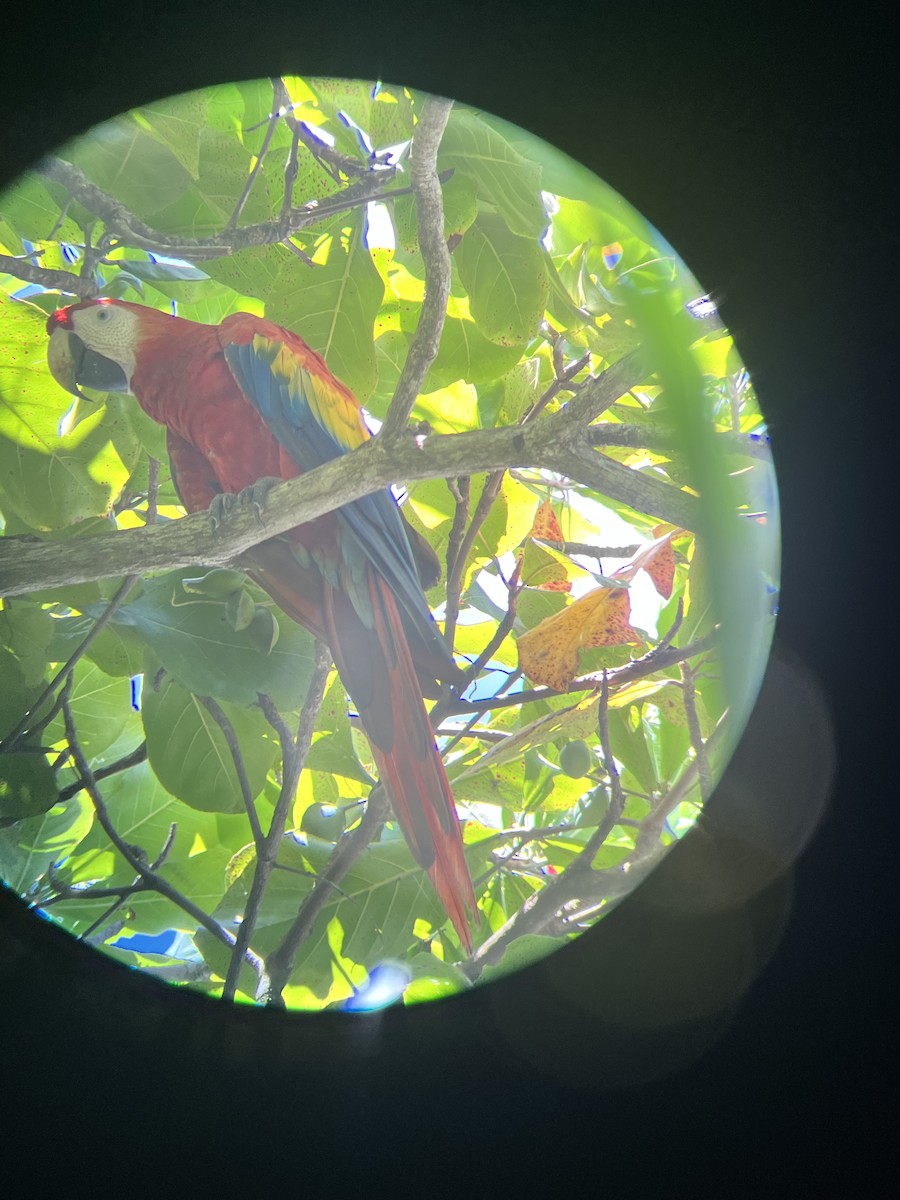 Scarlet Macaw - ML616874488