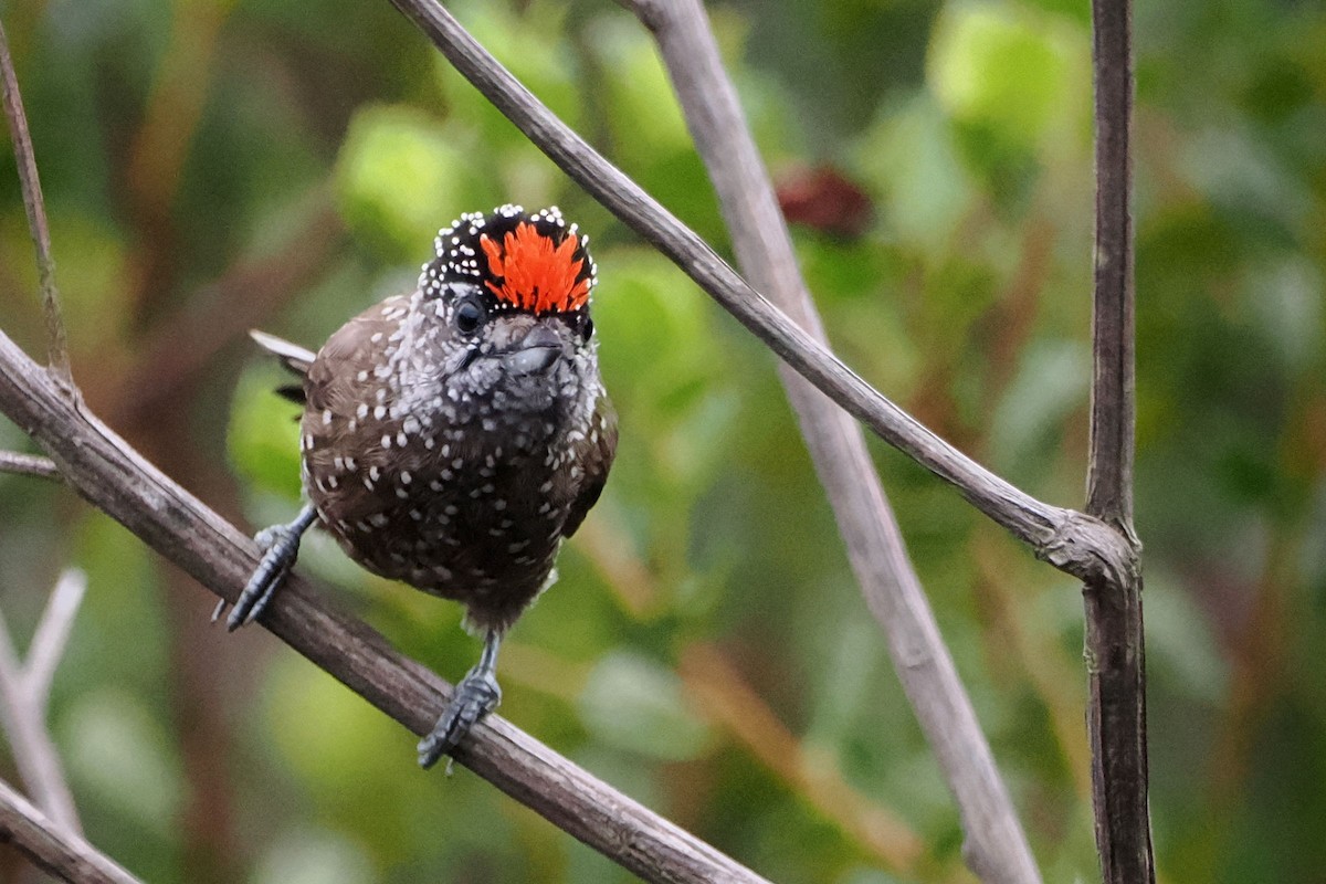 Spotted Piculet - ML616874489