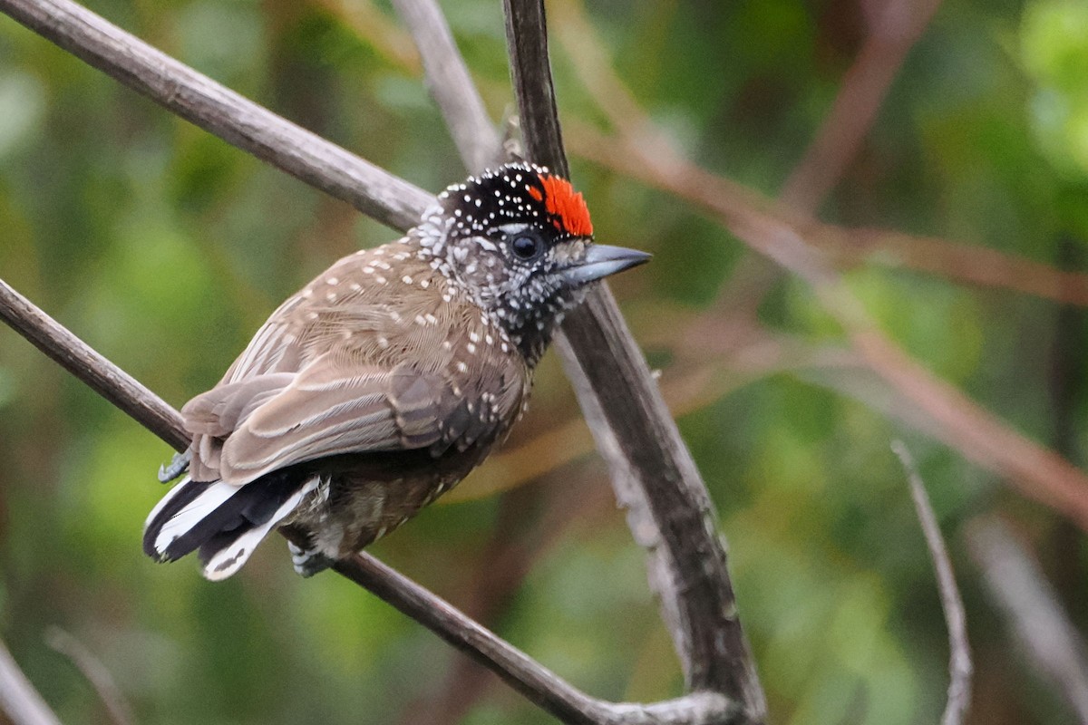 Spotted Piculet - ML616874490