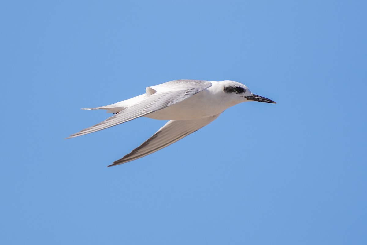Snowy-crowned Tern - ML616874629