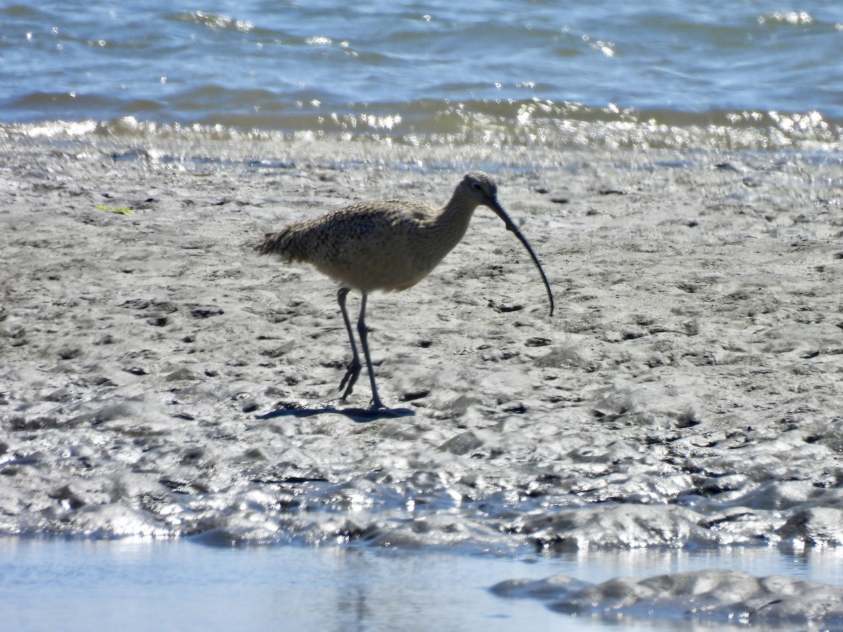 Long-billed Curlew - ML616874637