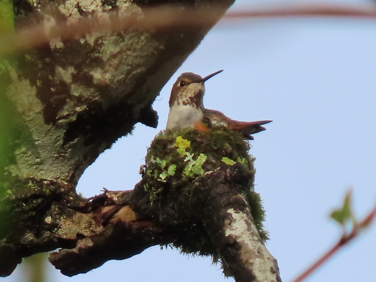 Rufous Hummingbird - Jay Withgott