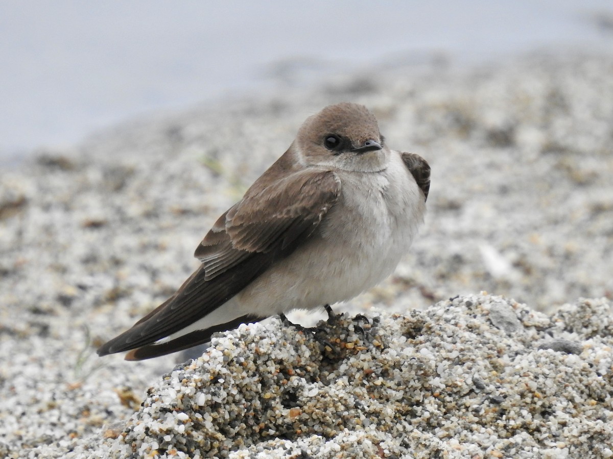 Northern Rough-winged Swallow - ML616874768