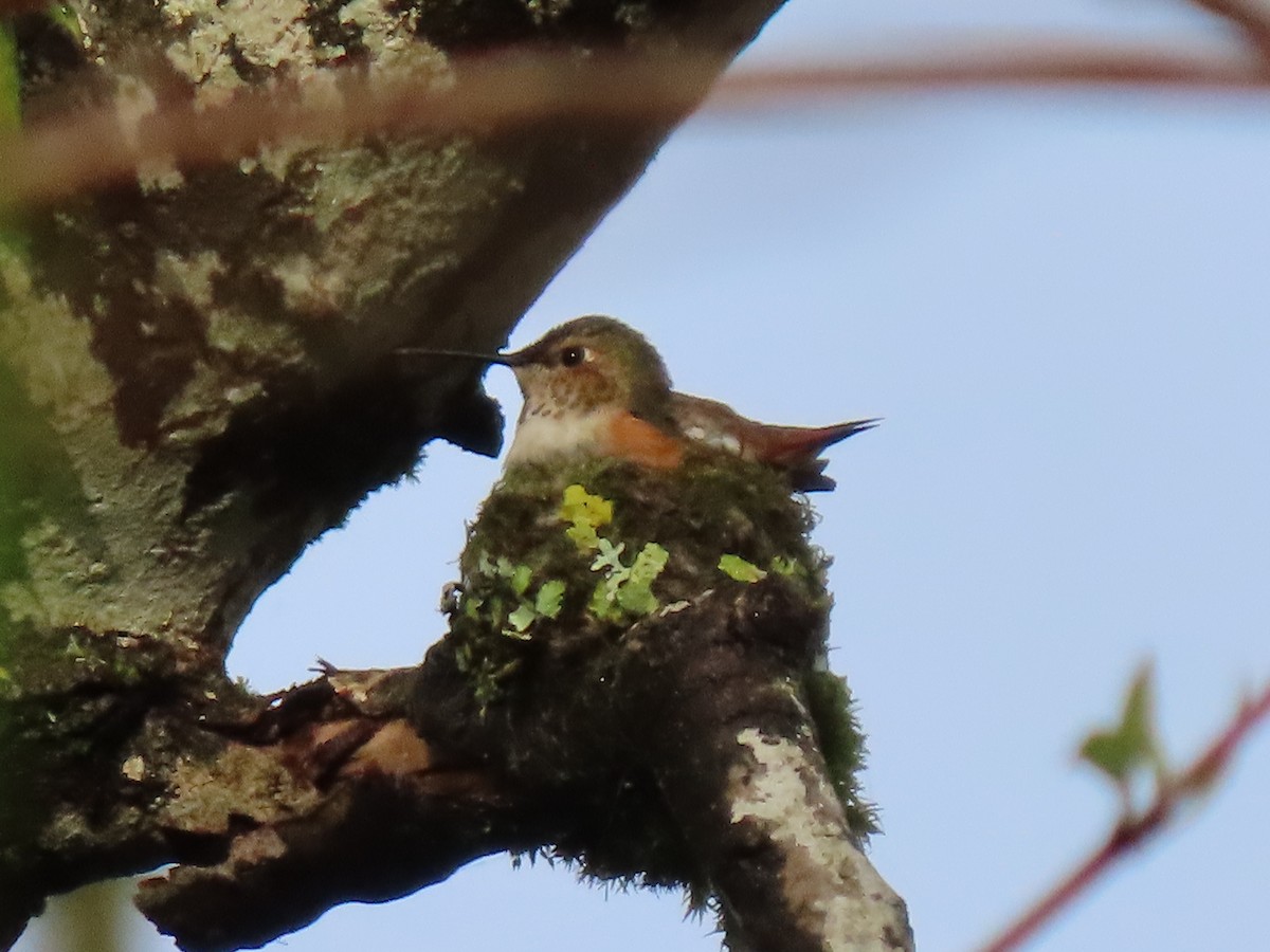 Rufous Hummingbird - Jay Withgott