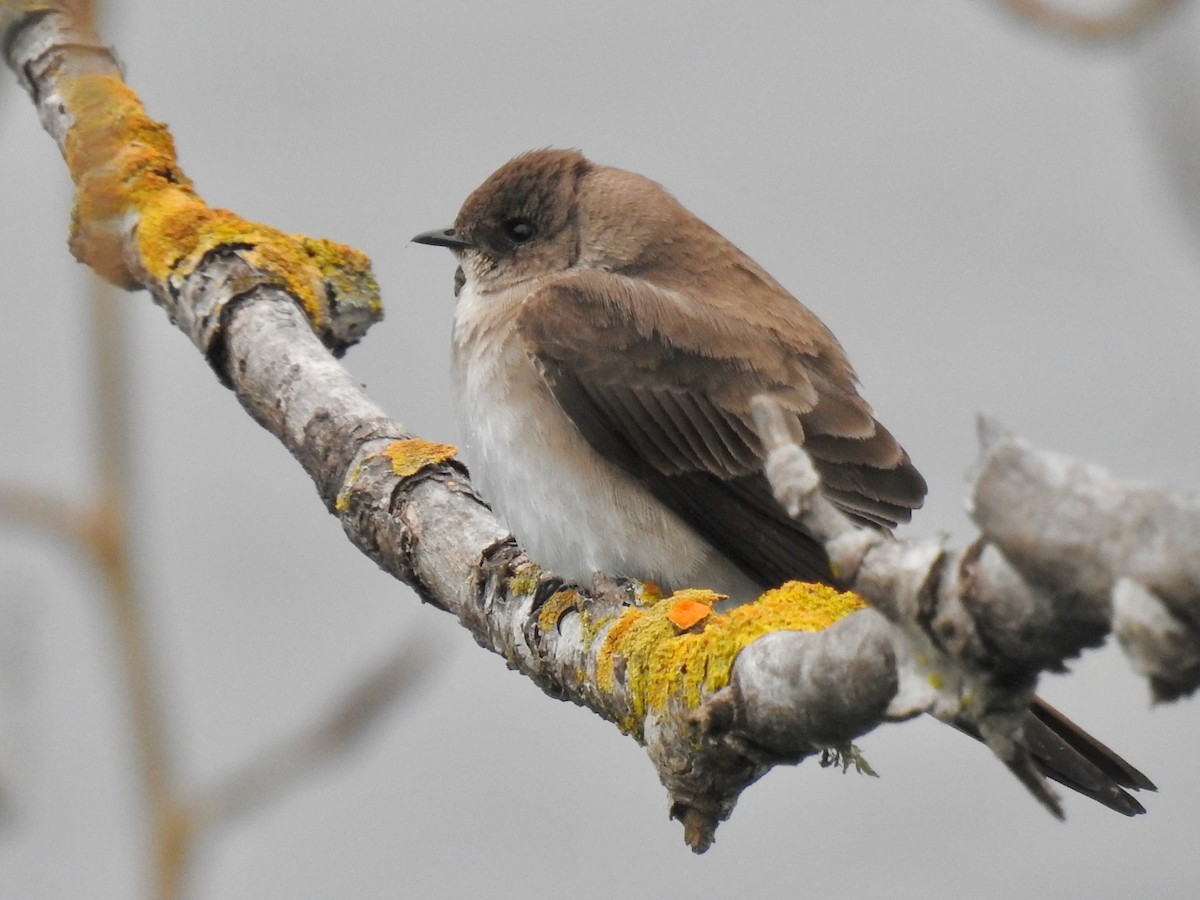 Northern Rough-winged Swallow - E C Winstead