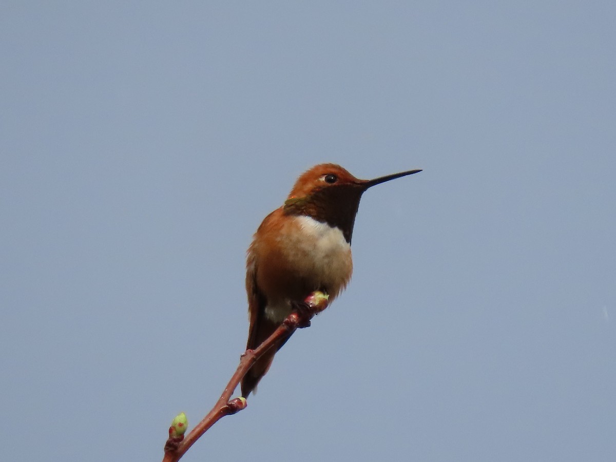 Rufous Hummingbird - ML616874781