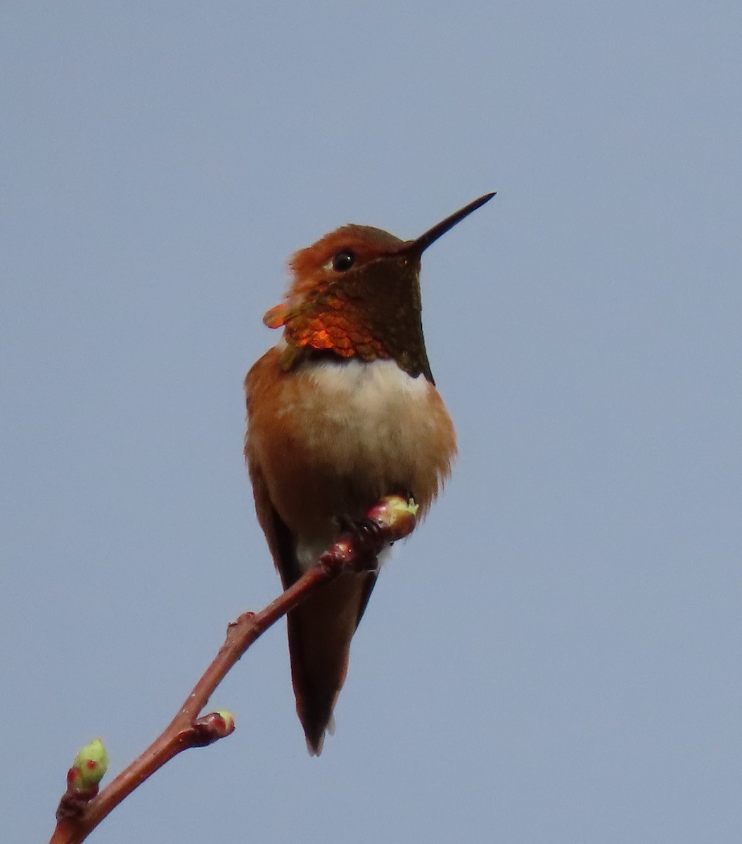 Rufous Hummingbird - ML616874805