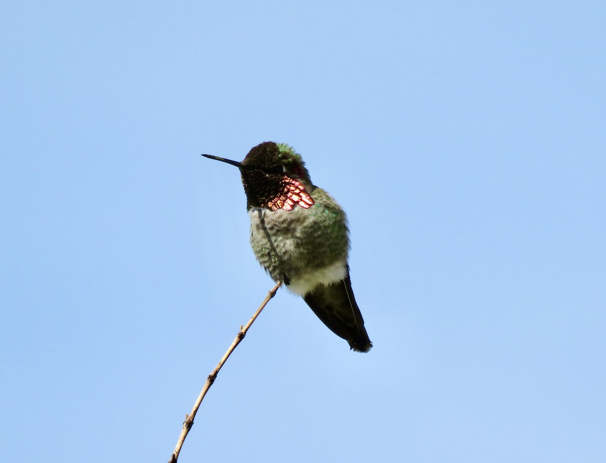 Costa's Hummingbird - ML616874940