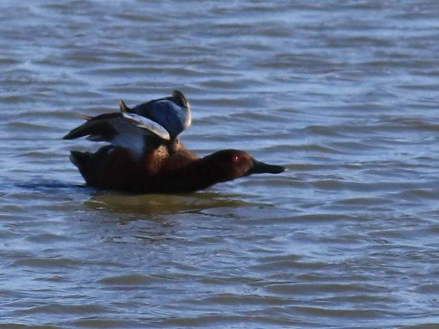 eBird Checklist 3 Apr 2024 Browning Lake, Buchanan Co. MO 1 species