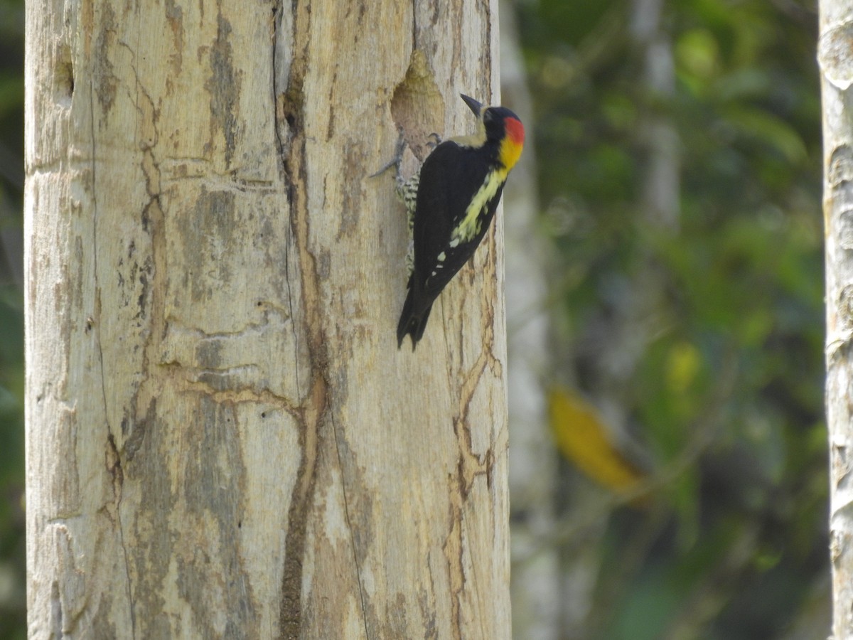 Beautiful Woodpecker - ML616875120