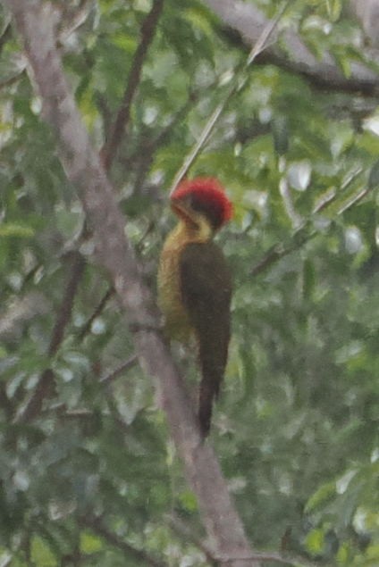 Golden-green Woodpecker - ML616875208