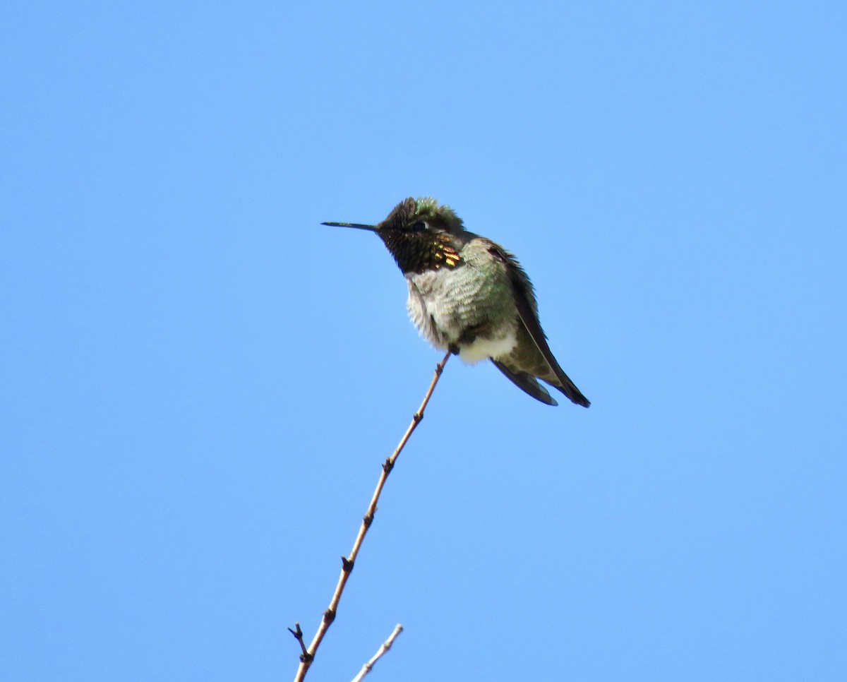 Costa's Hummingbird - ML616875260