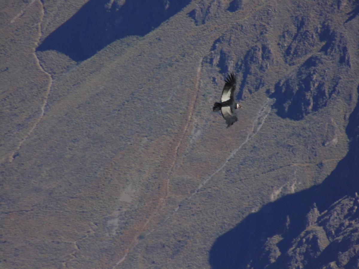 Andean Condor - ML616875356