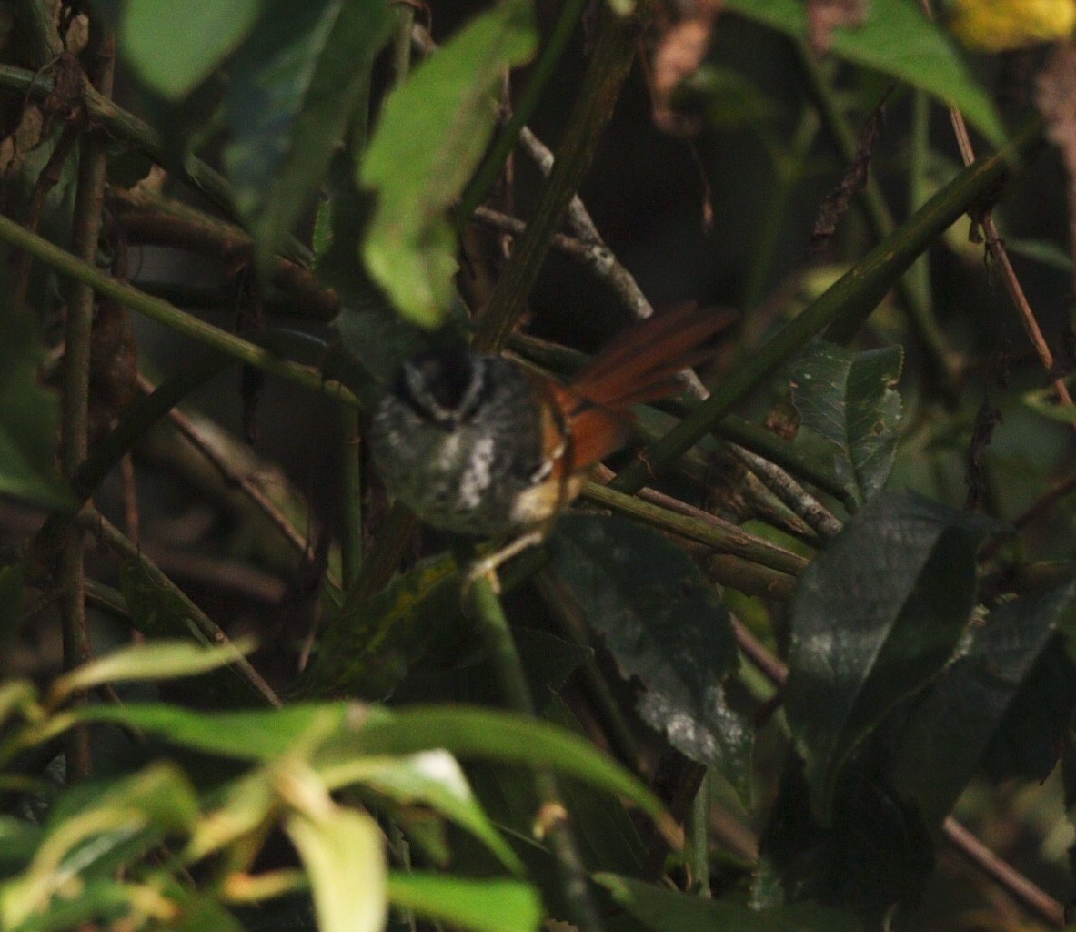 Rufous-tailed Antbird - ML616875370