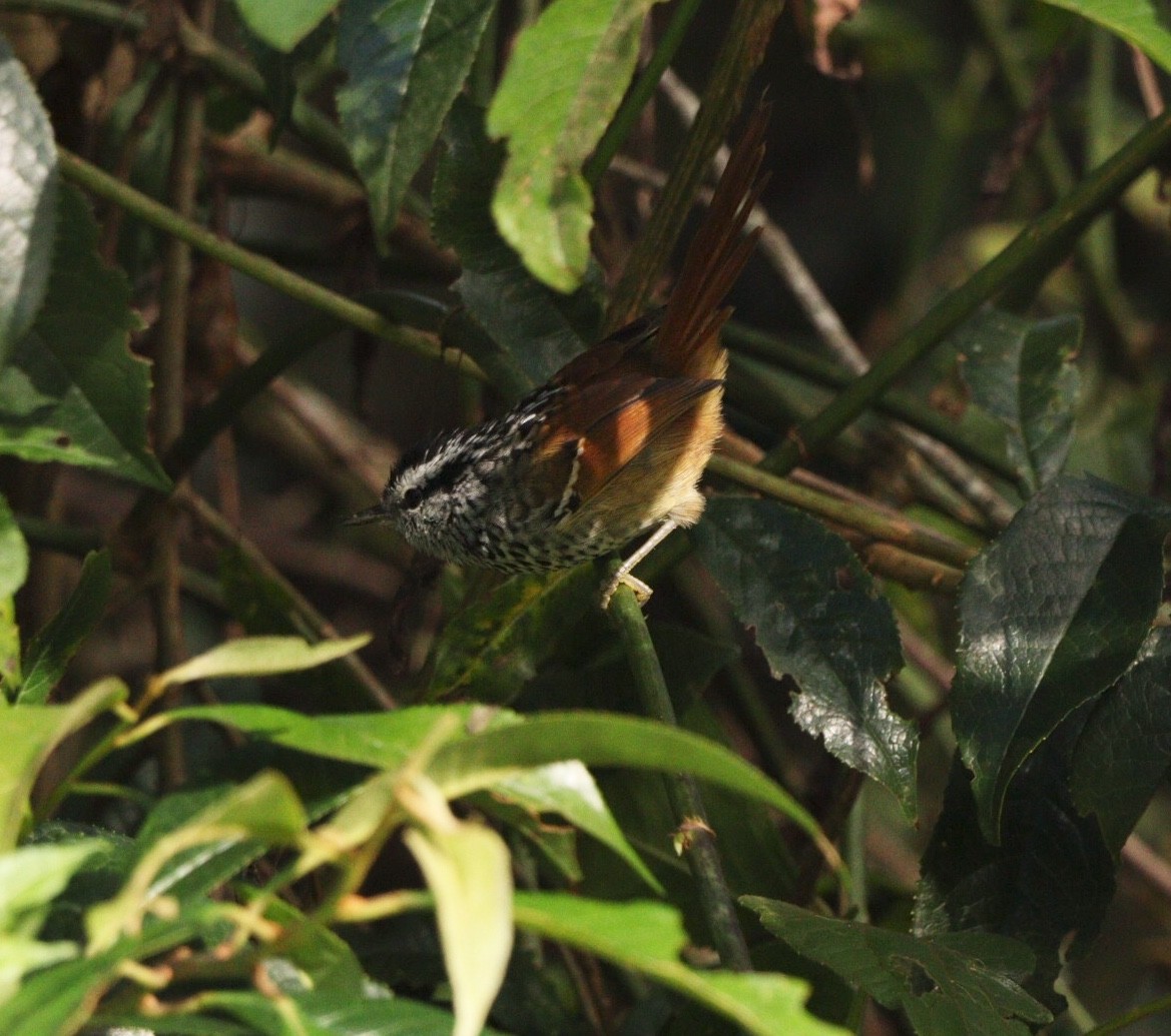 Rufous-tailed Antbird - Rubélio Souza