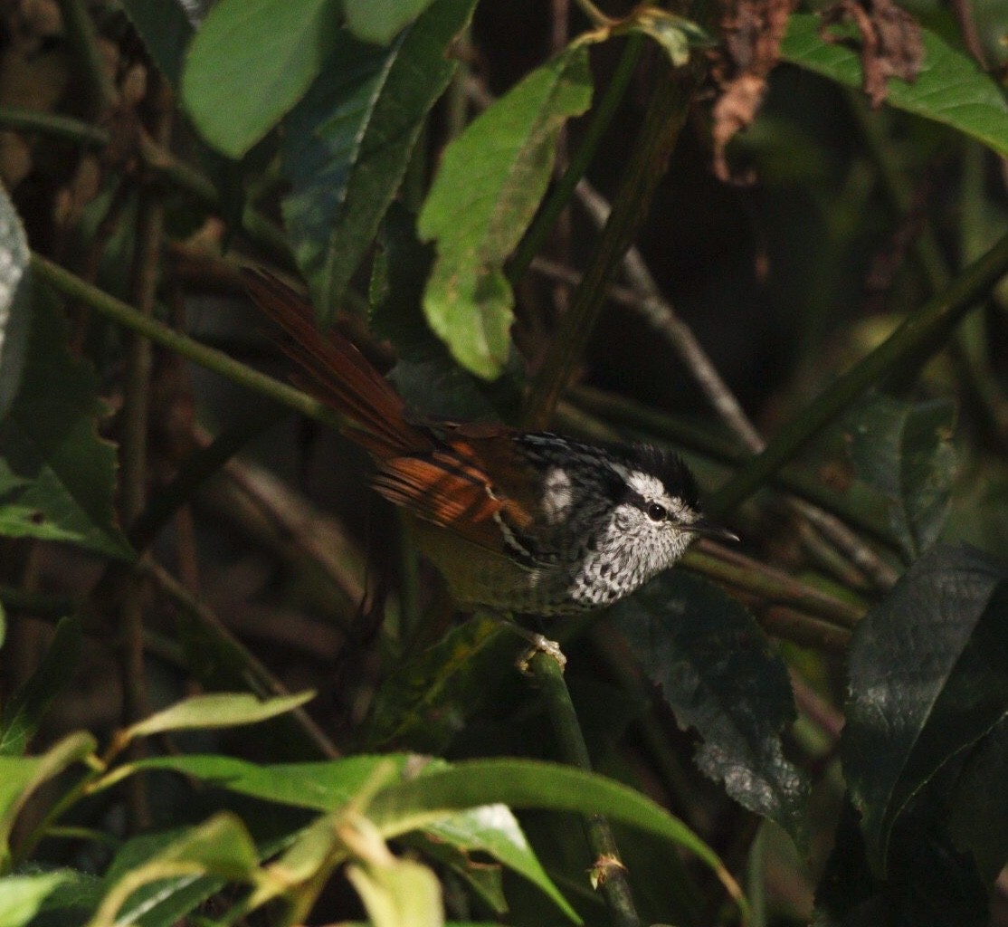 Rufous-tailed Antbird - ML616875372