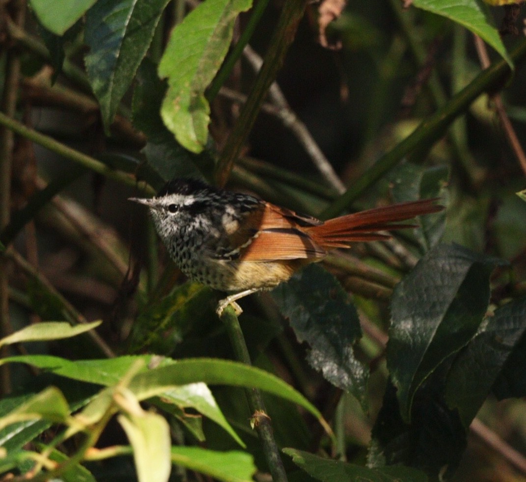 Rufous-tailed Antbird - ML616875376