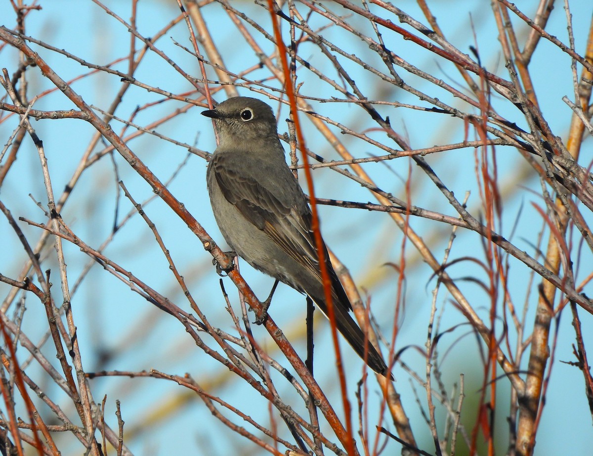 Townsend's Solitaire - ML616875471