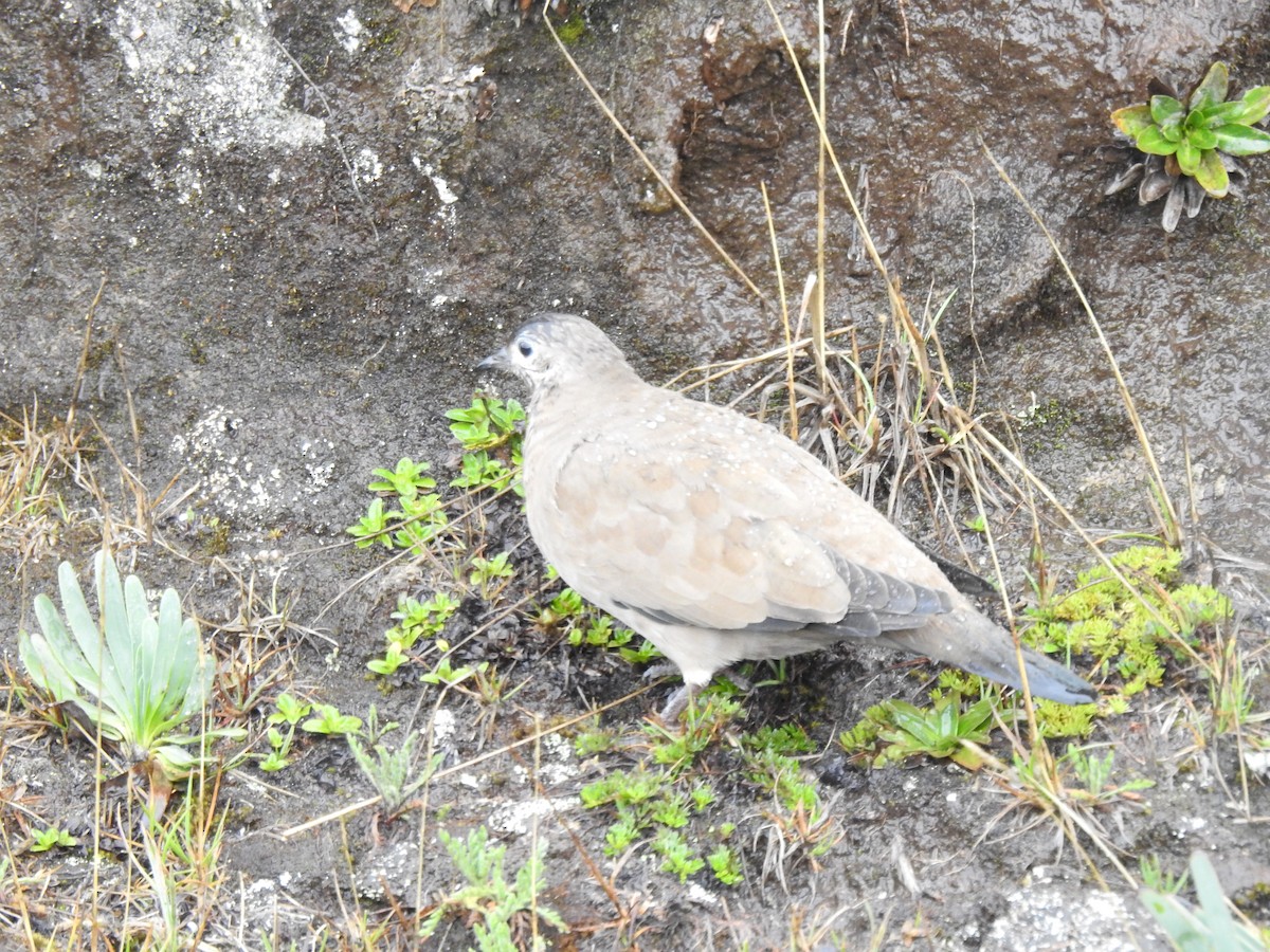 Black-winged Ground Dove - Juan Carlos🦉 Crespo