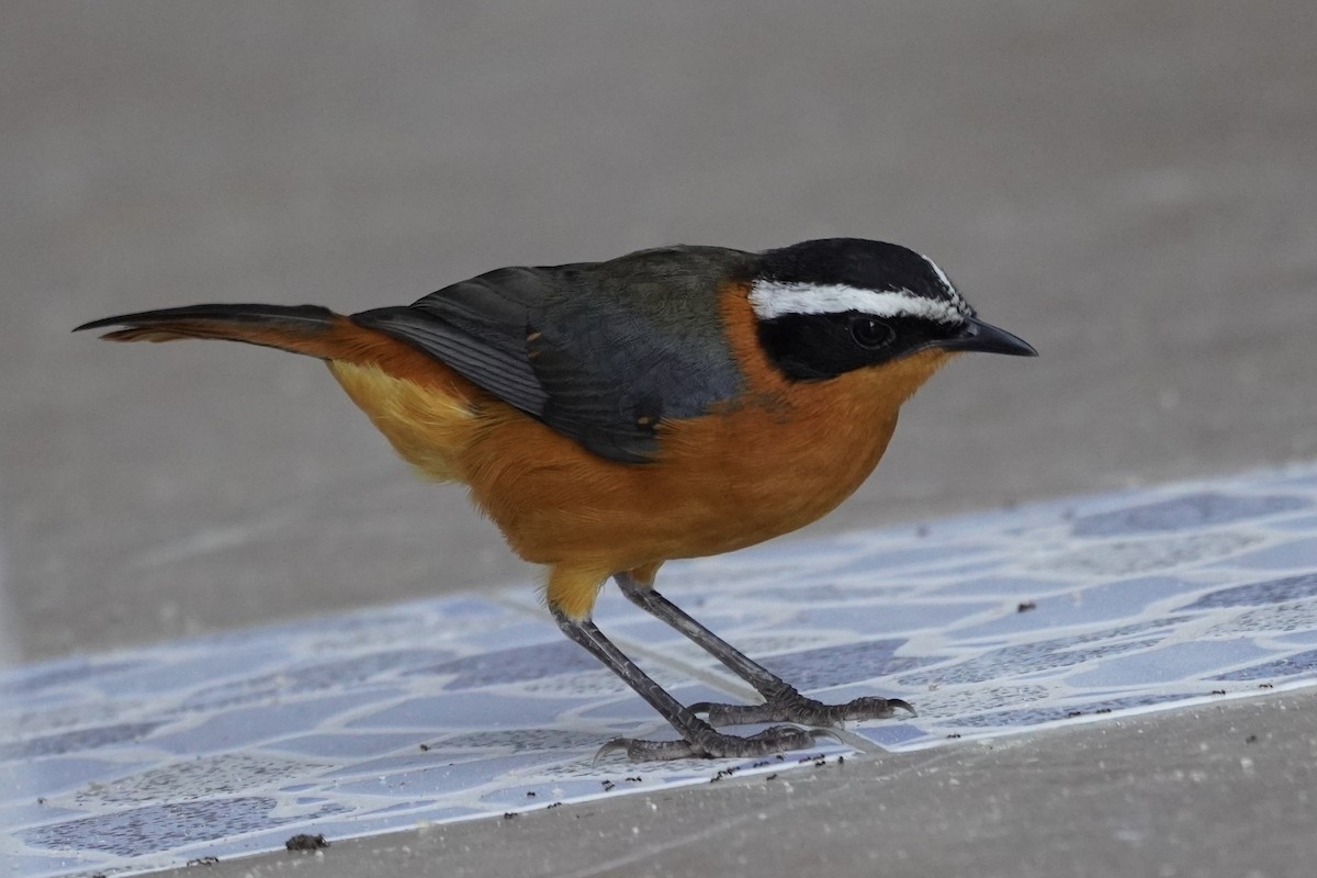 White-browed Robin-Chat - ML616875525