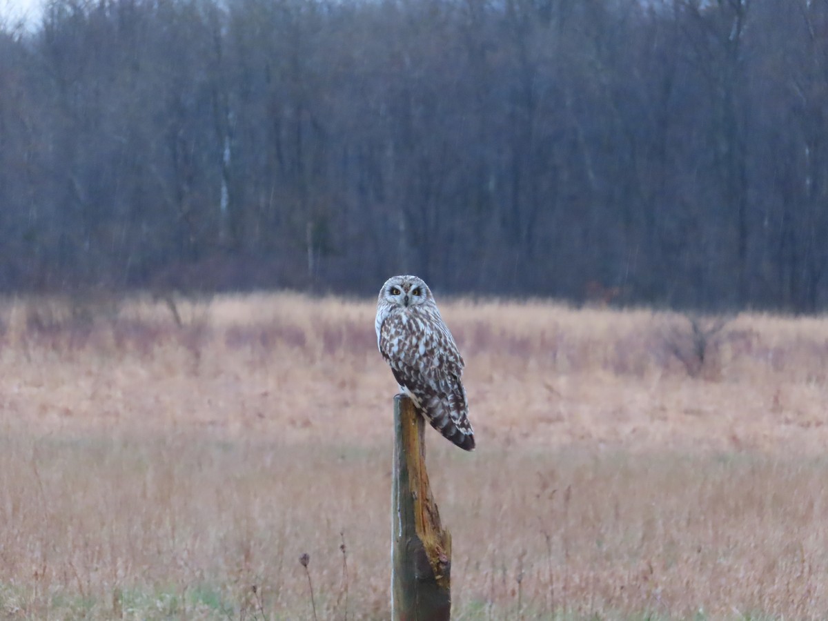 Short-eared Owl - ML616875528