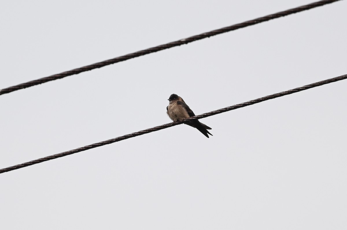 White-thighed Swallow - ML616875536