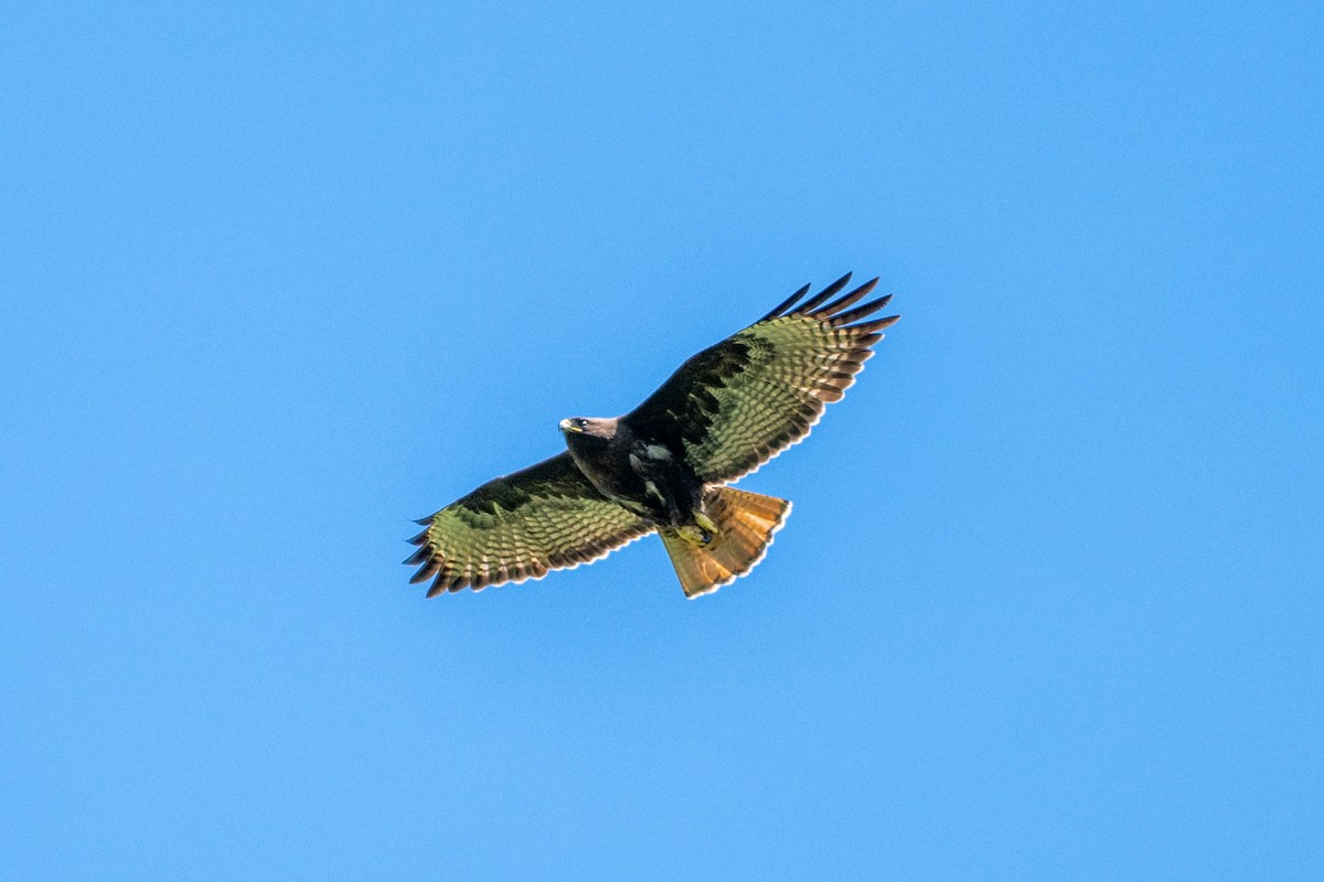 Red-tailed Hawk - ML616875547