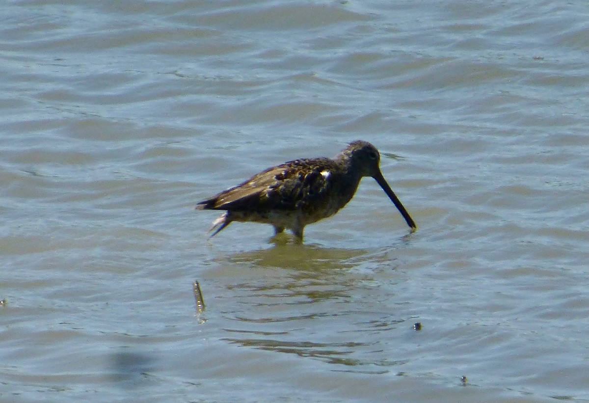 Long-billed Dowitcher - ML616875565
