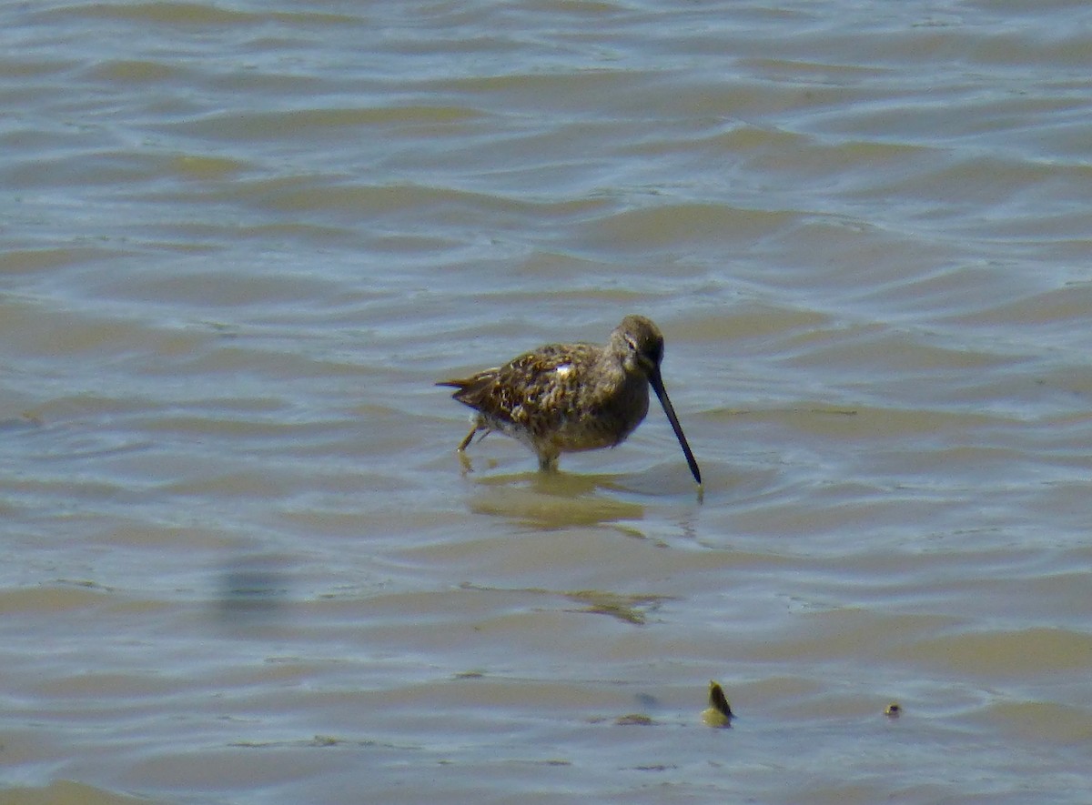 Long-billed Dowitcher - ML616875579