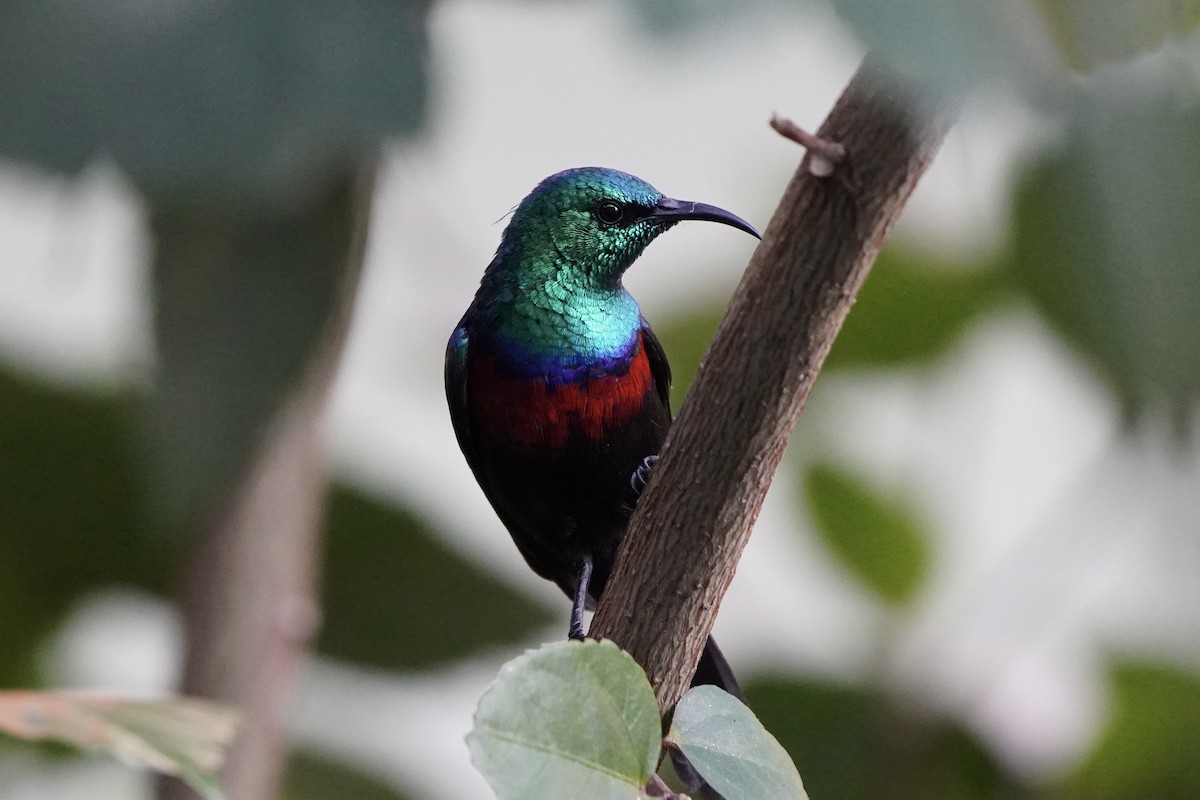 Red-chested Sunbird - ML616875642