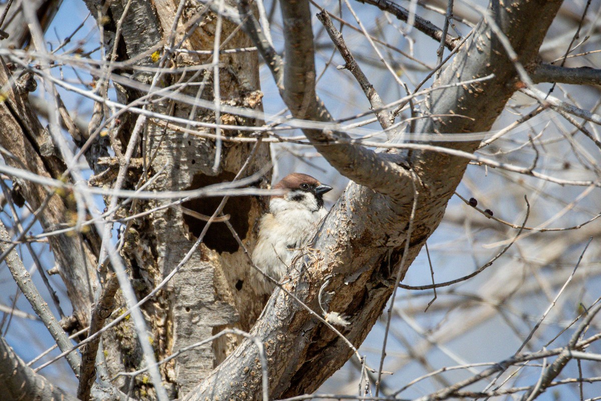 Eurasian Tree Sparrow - Michael Warner