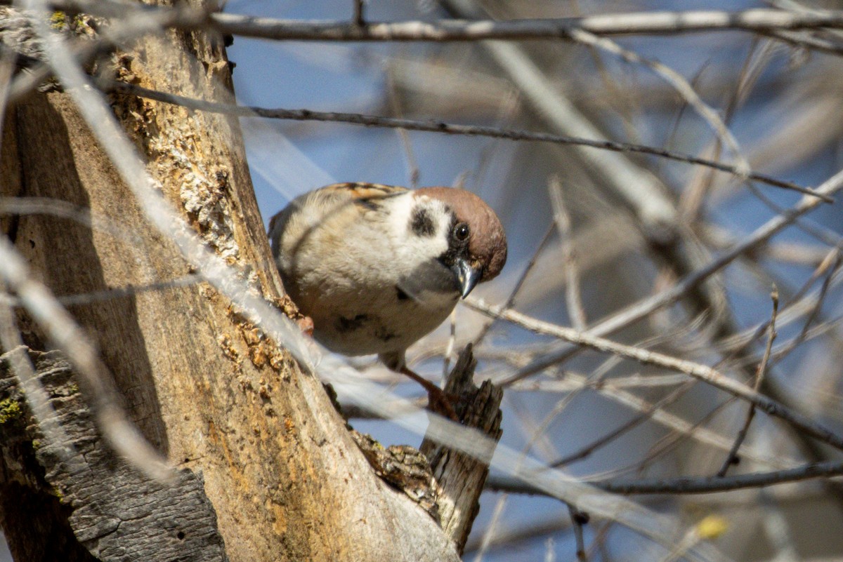 Eurasian Tree Sparrow - ML616875651