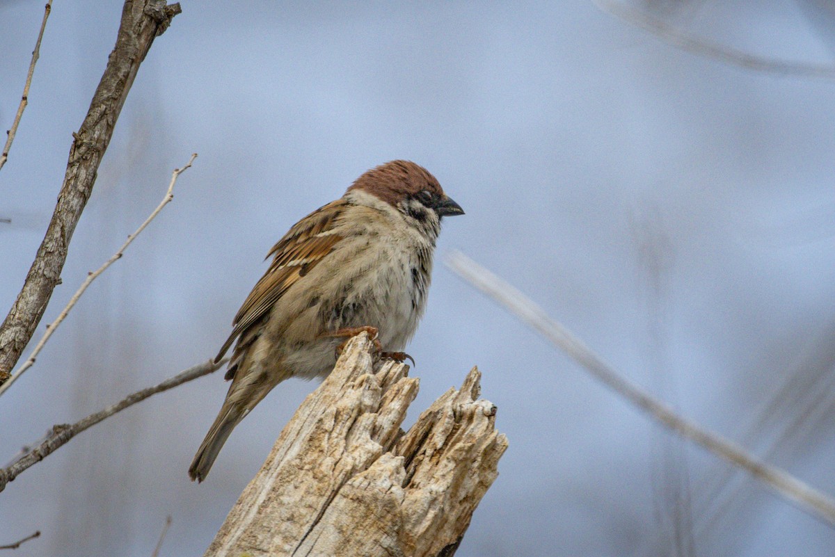 Eurasian Tree Sparrow - ML616875652