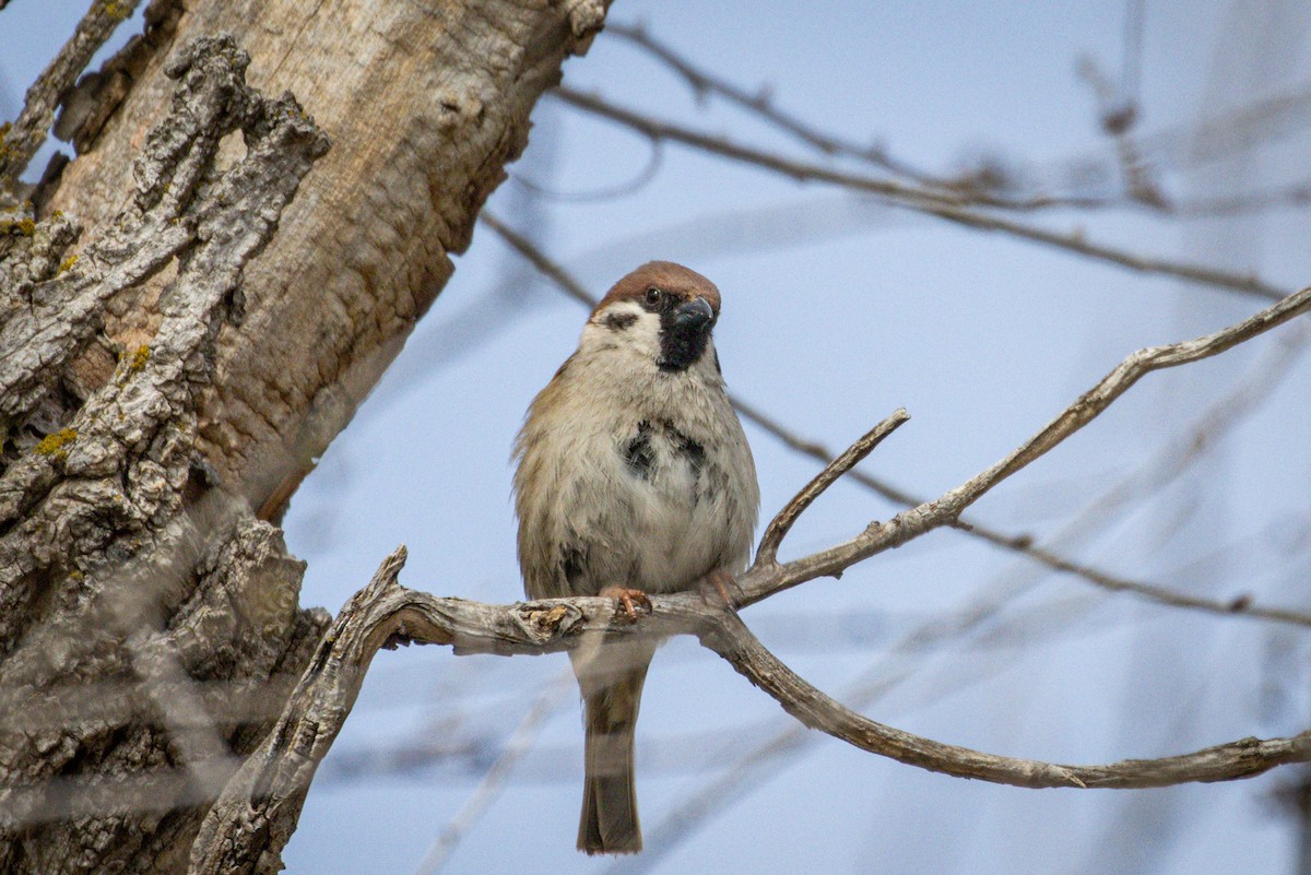 Eurasian Tree Sparrow - ML616875653