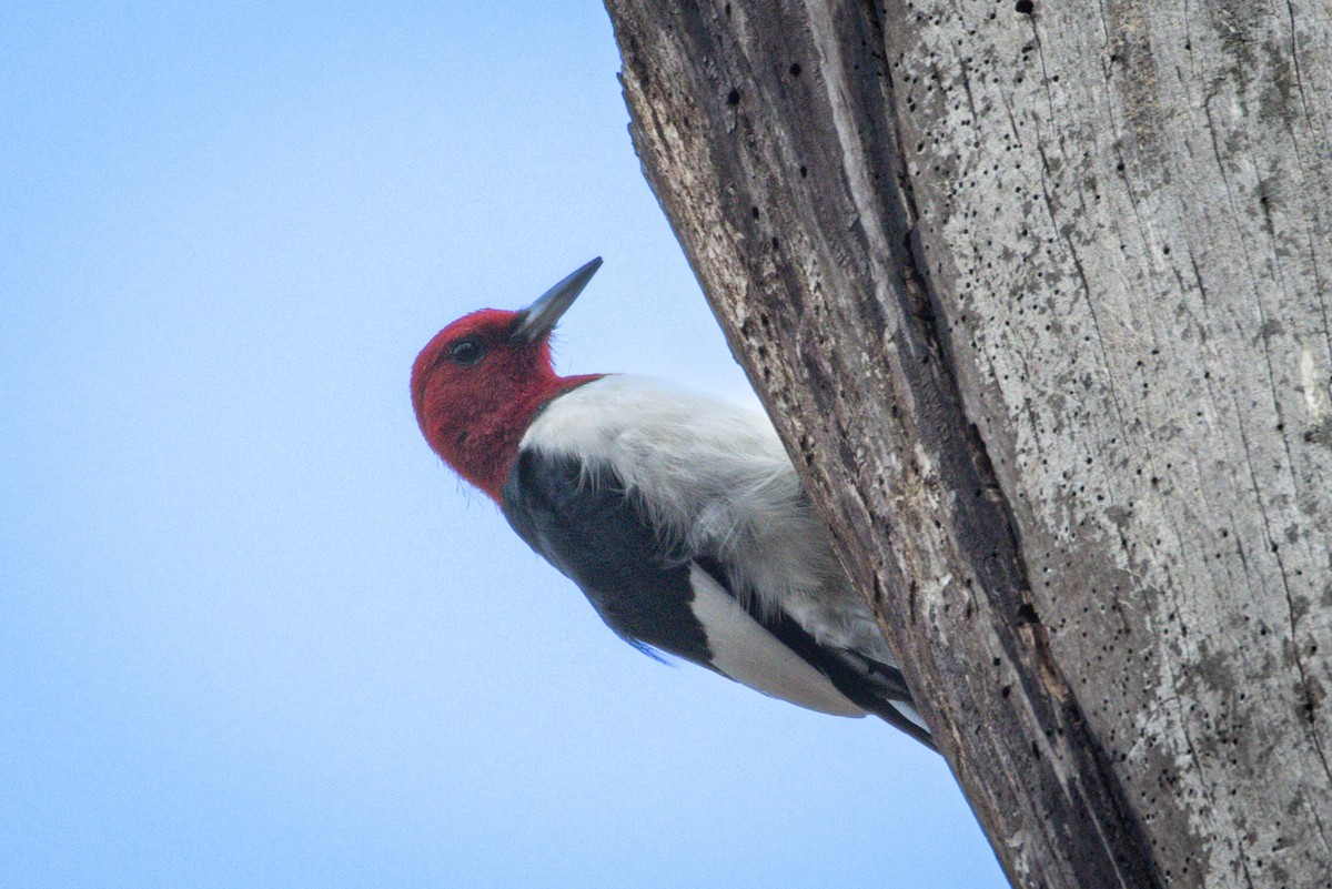 Red-headed Woodpecker - Michael Warner