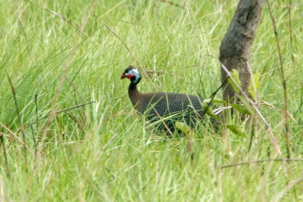Helmeted Guineafowl (West African) - ML616875782