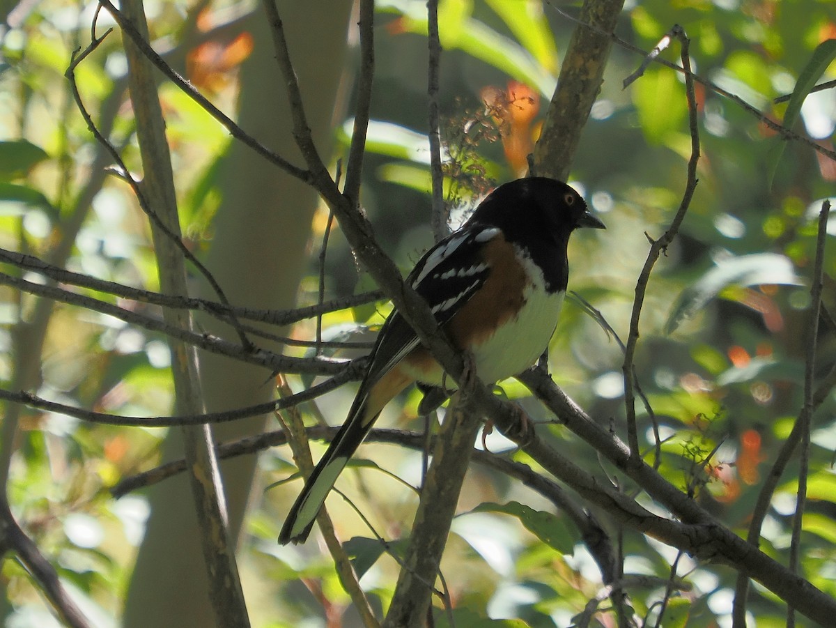 Spotted Towhee - ML616875839