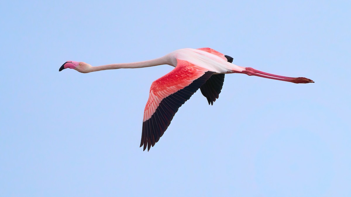 Greater Flamingo - ML616875969