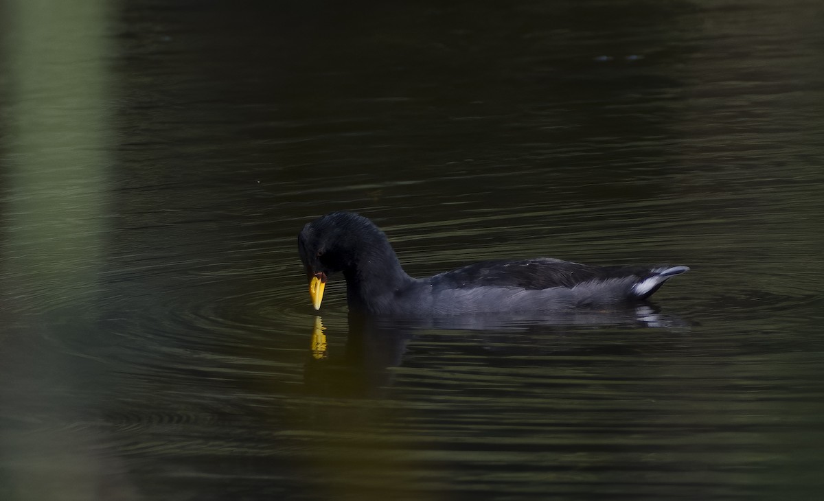 Red-fronted Coot - Giselle Mangini