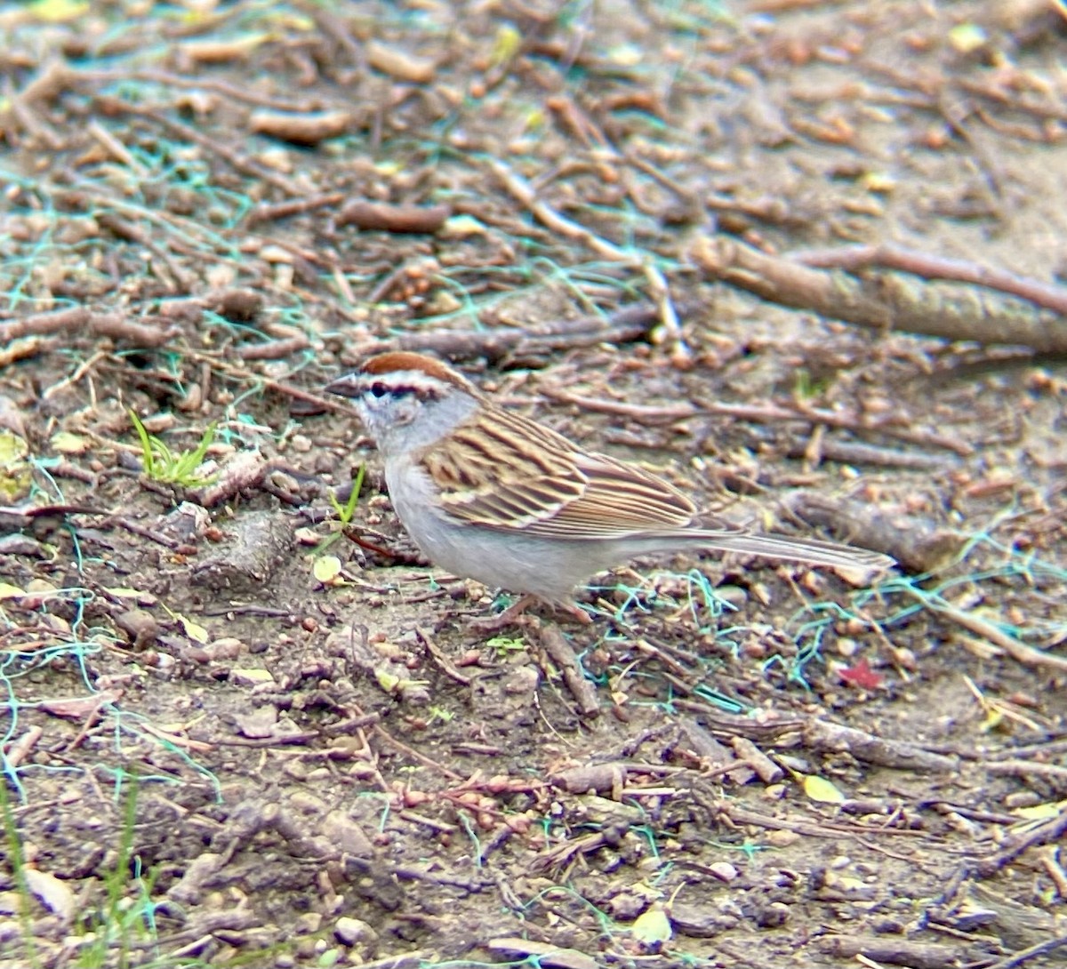 Chipping Sparrow - ML616876076