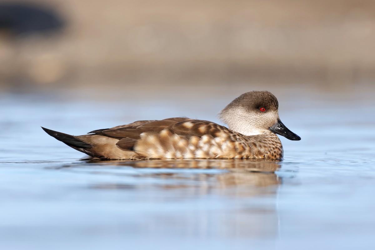 Crested Duck - ML616876117