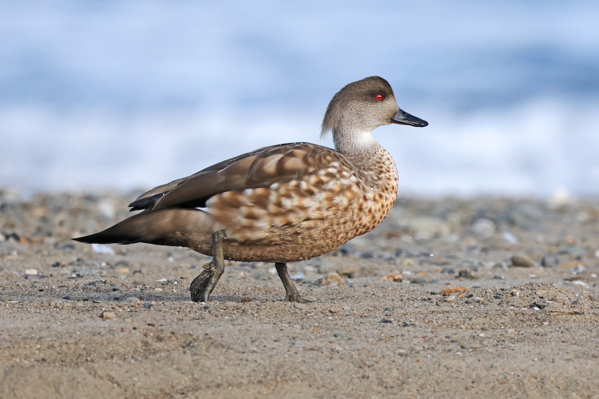 Crested Duck - ML616876163