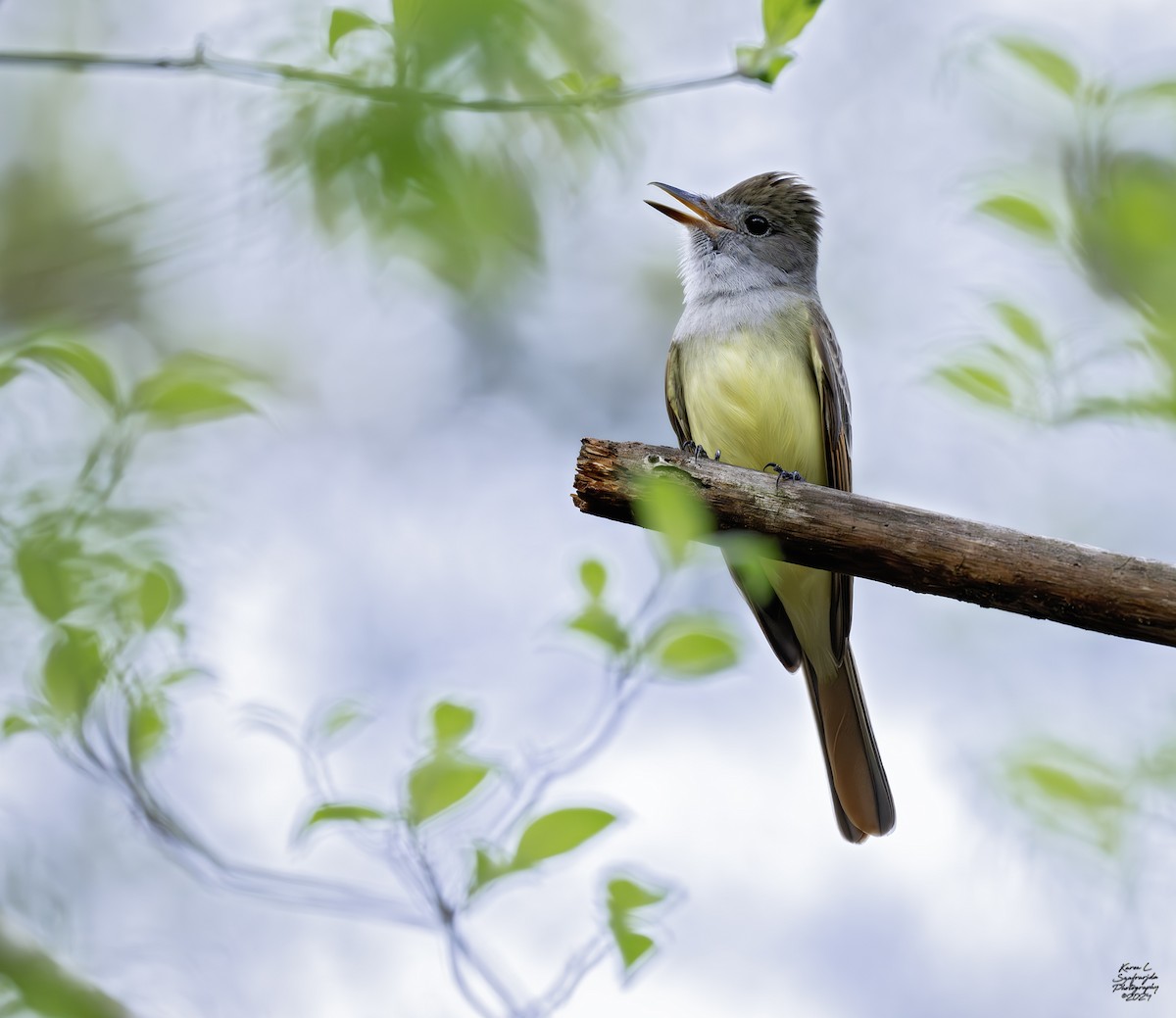 eBird Checklist - 3 Apr 2024 - trail patch - 17 species