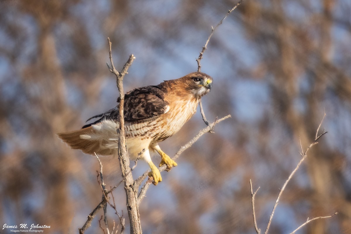 Red-tailed Hawk - ML616876388