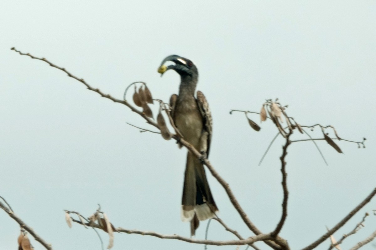 African Gray Hornbill - ML616876402